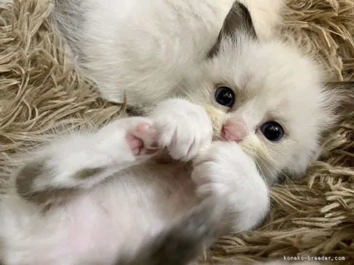 ID:2109-02003の子猫