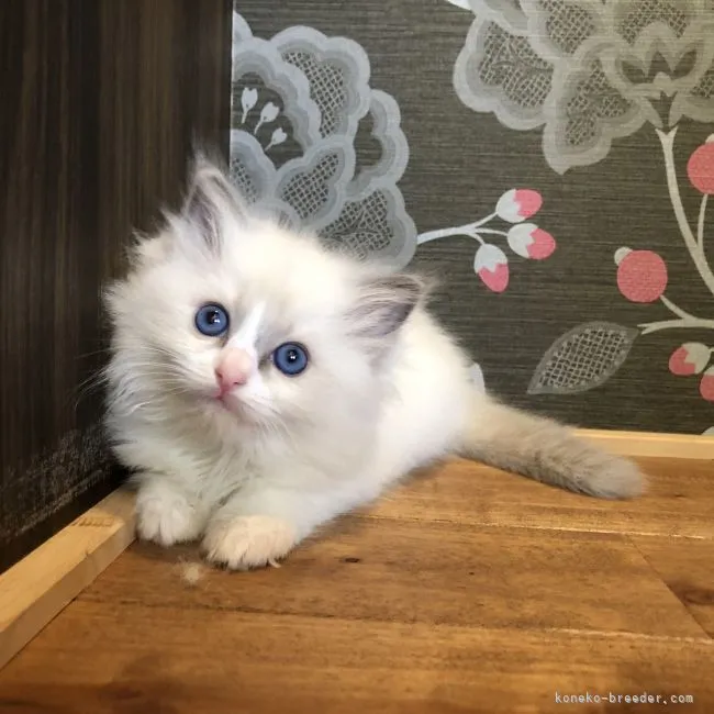 ID:2105-01476の子猫