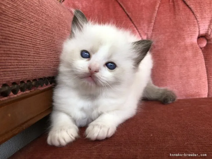 ID:2107-00470の子猫