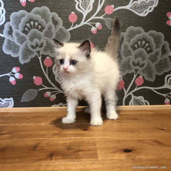 ID:2105-01475の子猫