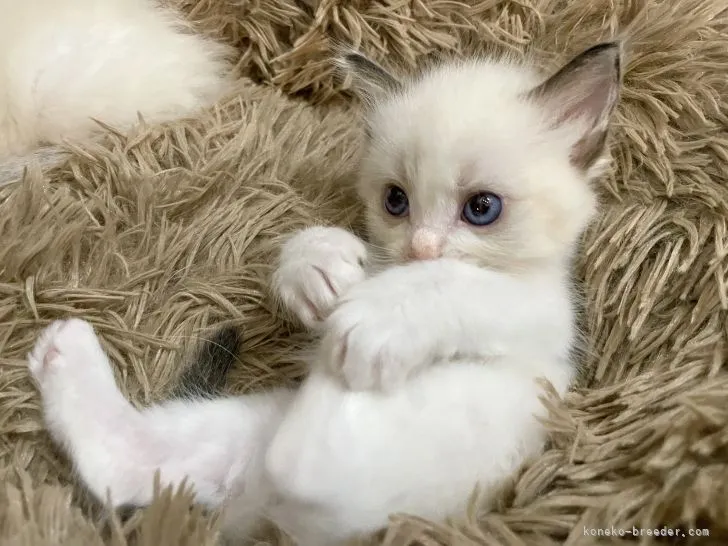 ID:2109-02002の子猫