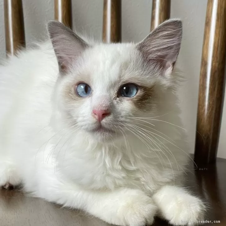 ID:2408-02757の子猫