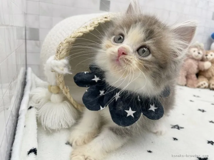 ID:2202-00341の子猫