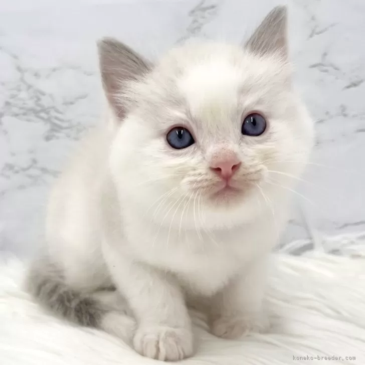 ID:2411-00398の子猫