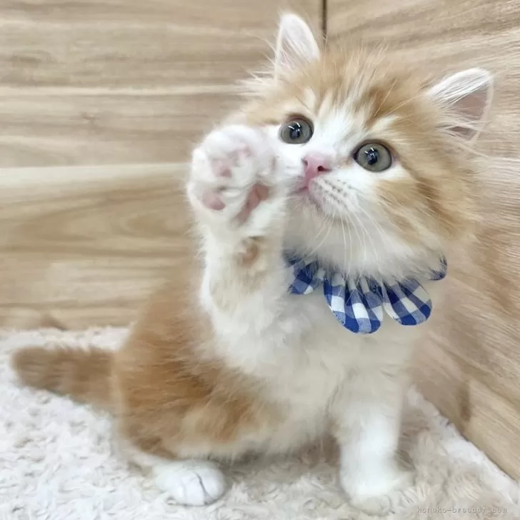 ID:2411-01543の子猫