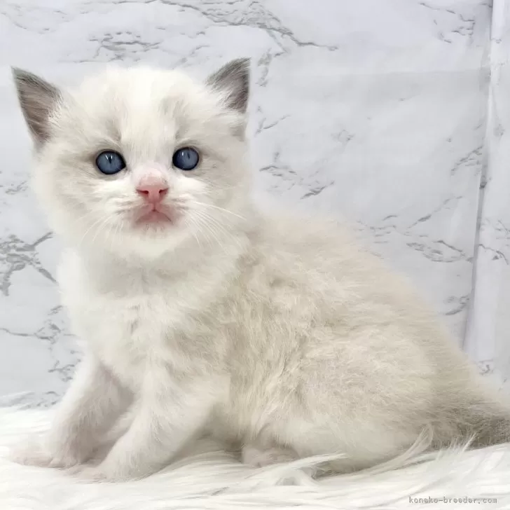 ID:2412-00764の子猫