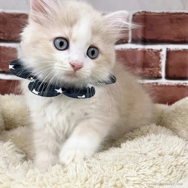 ID:2107-01898の子猫