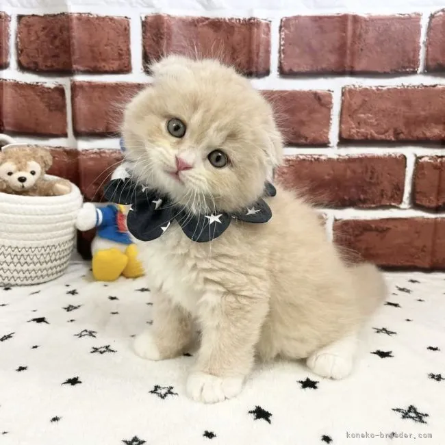 ID：2106-02654の子猫