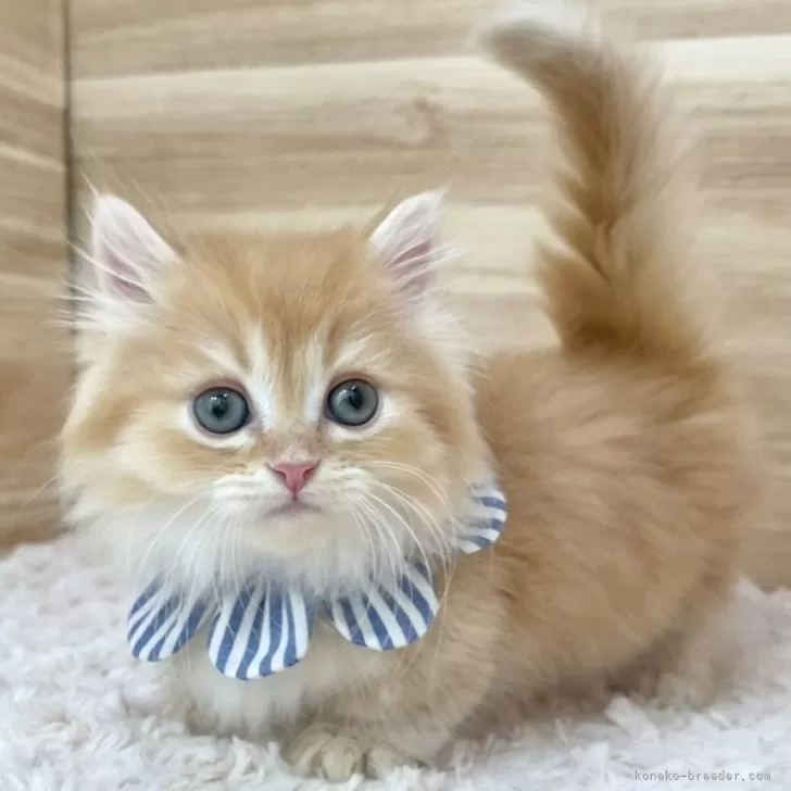 ID:2504-01160の子猫