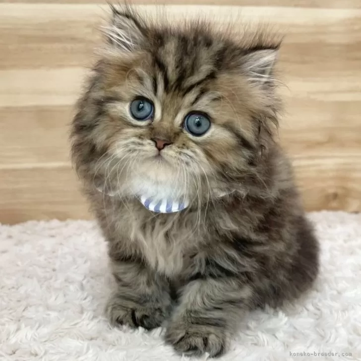 ID:2502-01768の子猫