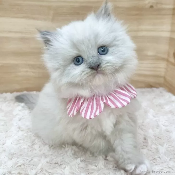 おはつ 様のお迎えした子猫