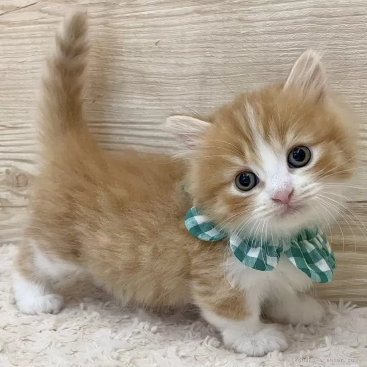 ID:2504-01749の子猫