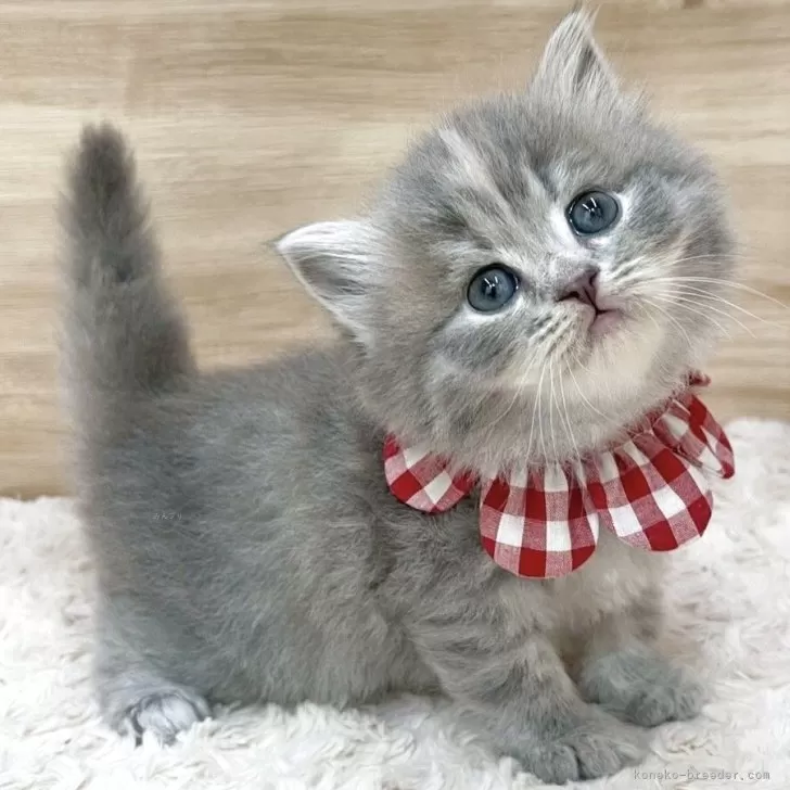 M.O 様のお迎えした子猫
