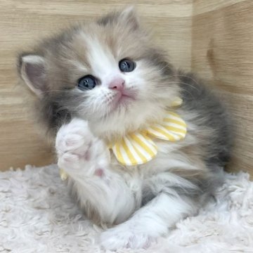 サイベリアン【愛知県・女の子・2025年2月26日・ダイリュートキャリコ（ロングヘア）】の写真「4月24日~お迎え可能🍀管理番号209」