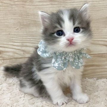 サイベリアン【愛知県・男の子・2025年3月9日・ブルータビー&ホワイト（ロングヘア）】の写真「5月5日~お迎え可能🍀管理番号25*」