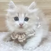 ミヌエット(短足)