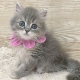 ミヌエット(長足)