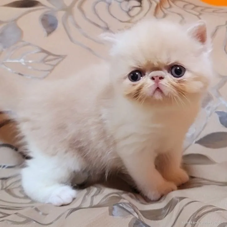 ID:2308-01655の子猫