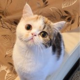 ミヌエット(長足)