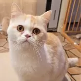 ミヌエット(長足)
