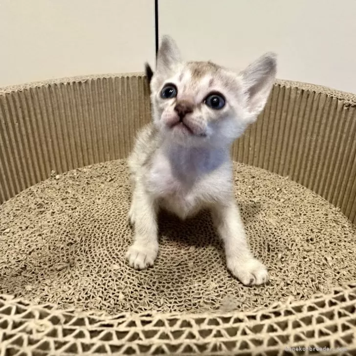 ID:2411-02642の子猫