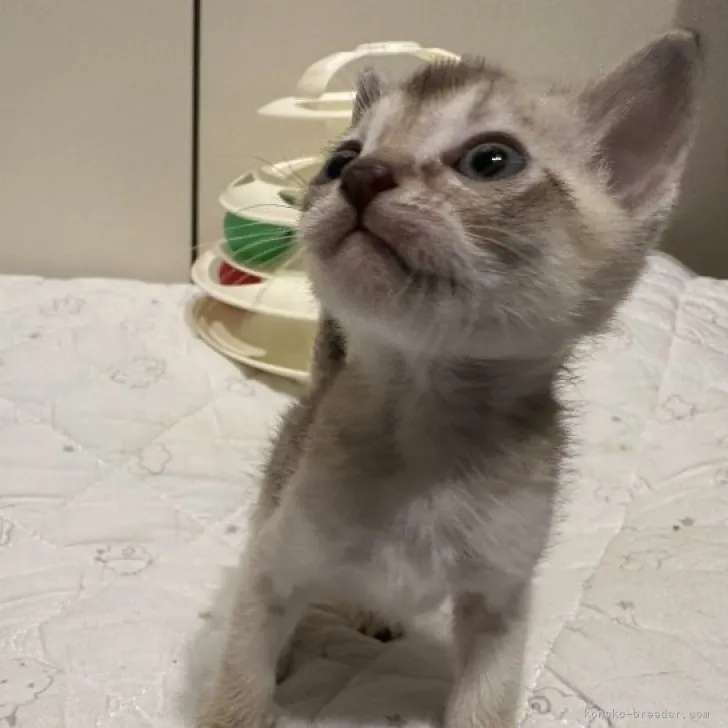 ID:2304-00339の子猫