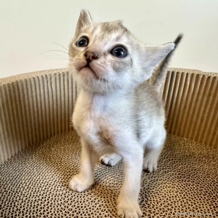 ID:2406-00312の子猫