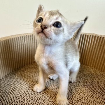 シンガプーラ【岐阜県・女の子・2024年5月5日・セピアアグーティ】の写真「お目めクリクリの女の子ちゃん」