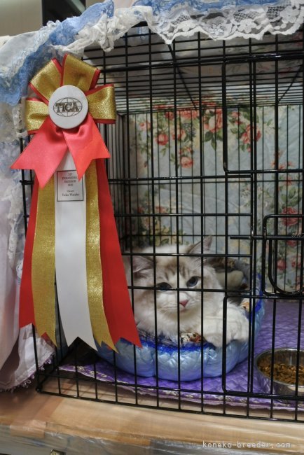 まだまだ初心者ですが、キャットショーにも挑戦しています✨｜渡部　優華(わたべ　ゆか)ブリーダー(兵庫県・ラグドール・TICA/ACC/JCC登録)の紹介写真9