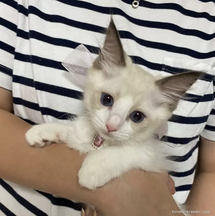 ID:2408-00824の子猫