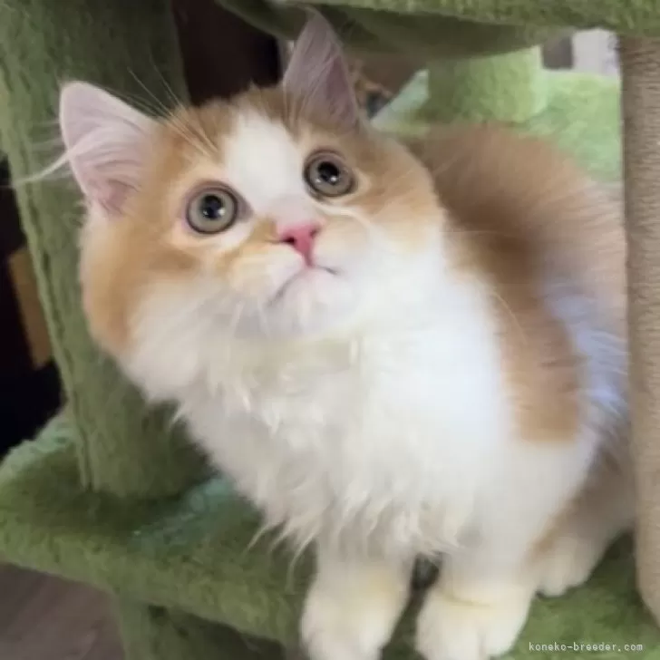 ID:2406-03175の子猫