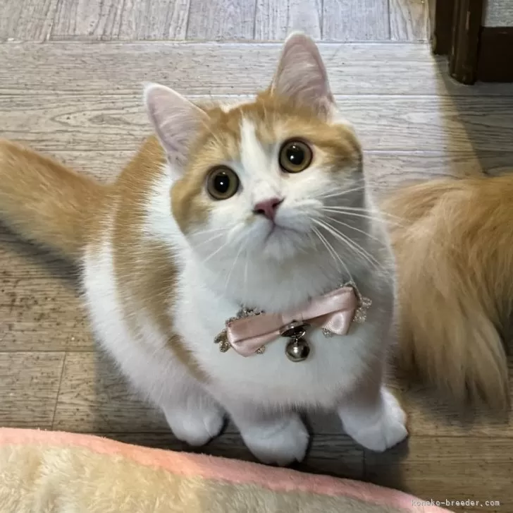 ID:2405-02207の子猫