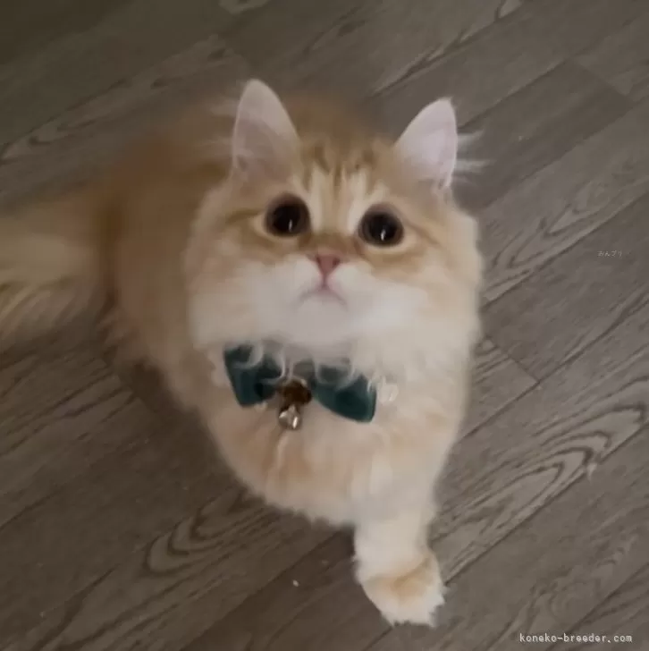 ID:2411-01823の子猫
