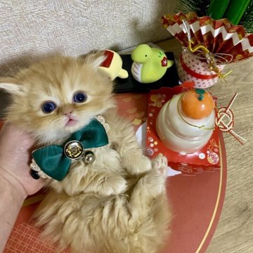 ミヌエット(短足)【大阪府・男の子・2024年11月14日・レッドタビー（長毛）】の写真「2024年上半期大阪府アワード第3位受賞🏆」