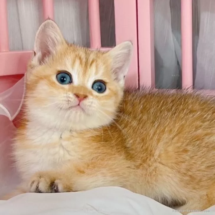 ID:2406-01426の子猫