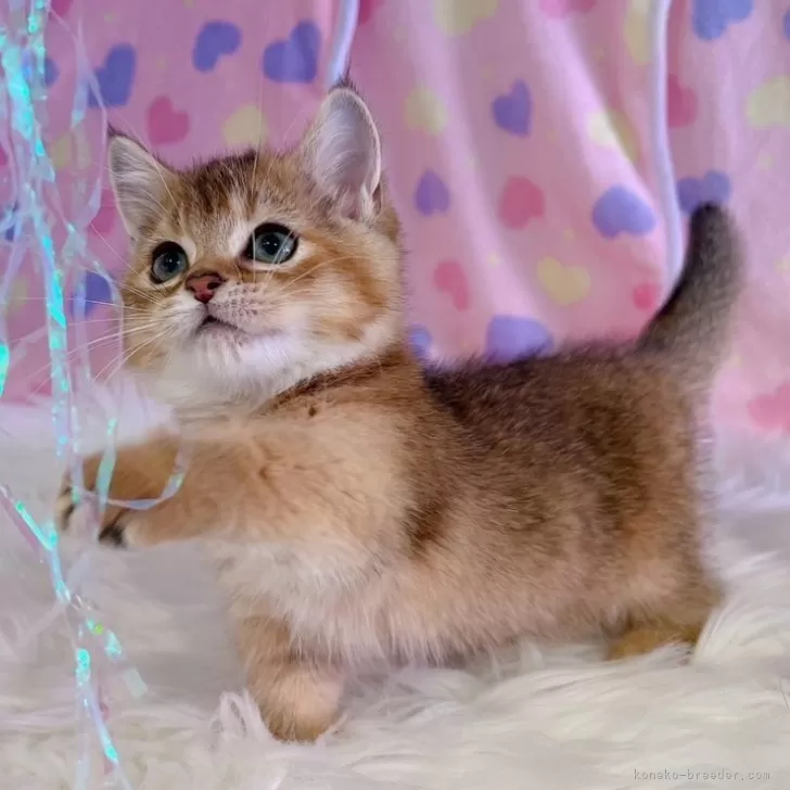 ID:2406-01397の子猫
