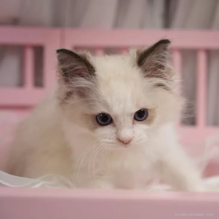 ID:2406-01170の子猫