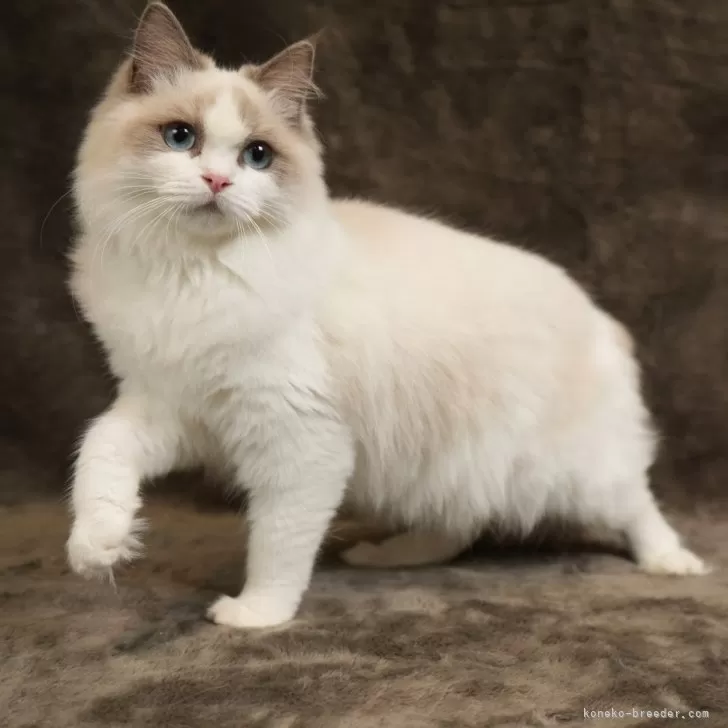 ID:2412-00566の子猫