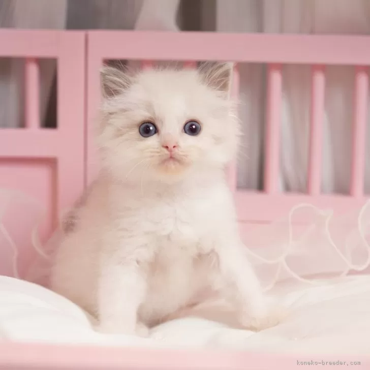 ID:2406-01184の子猫