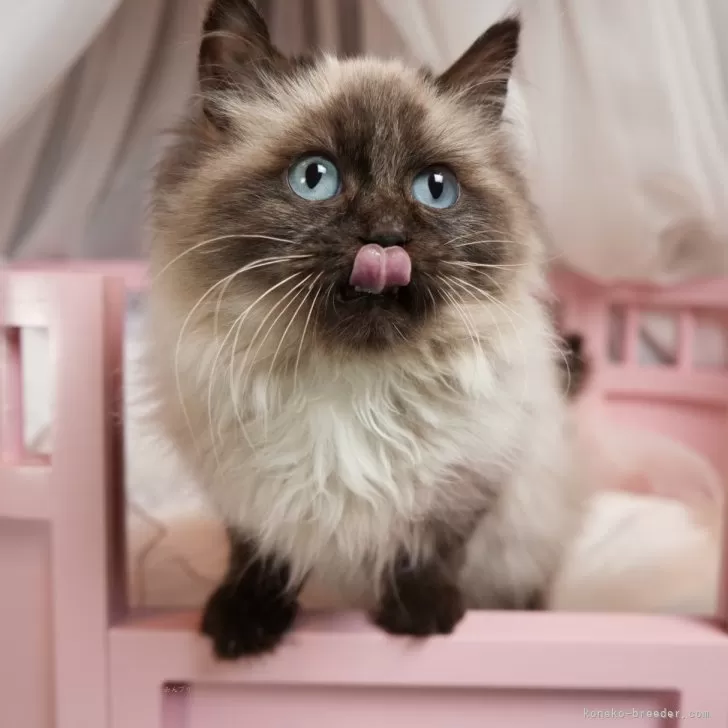 ID:2503-00081の子猫