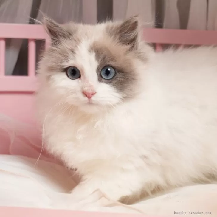 ID:2503-00086の子猫