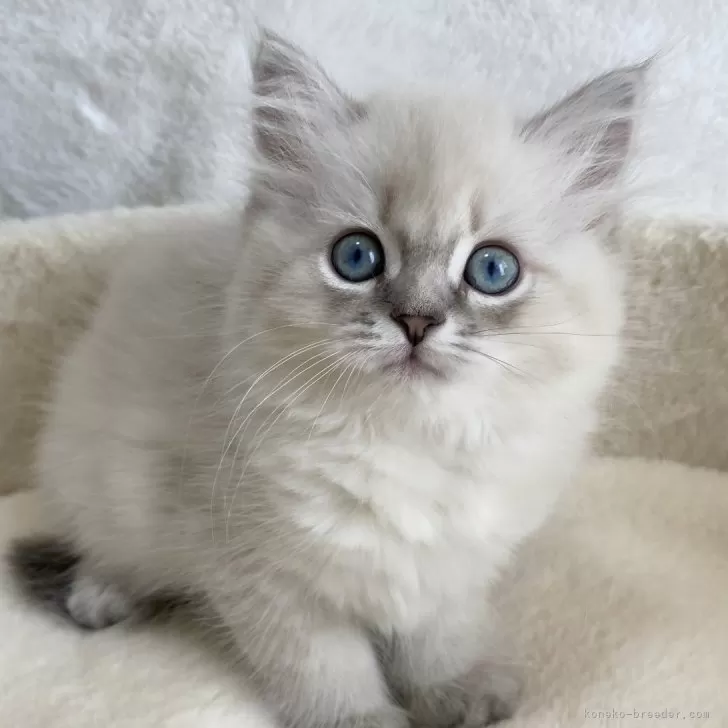 ID:2409-02587の子猫