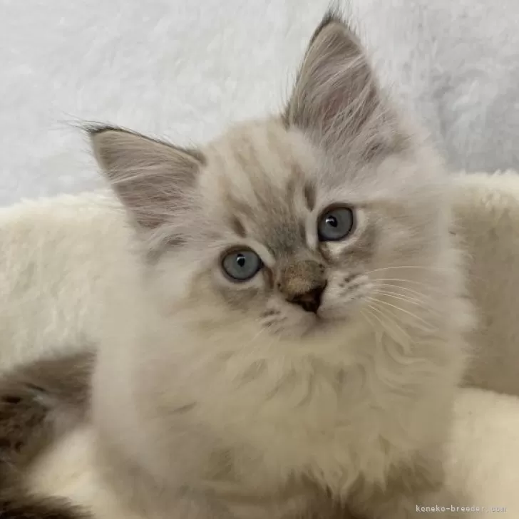 ID:2406-00189の子猫
