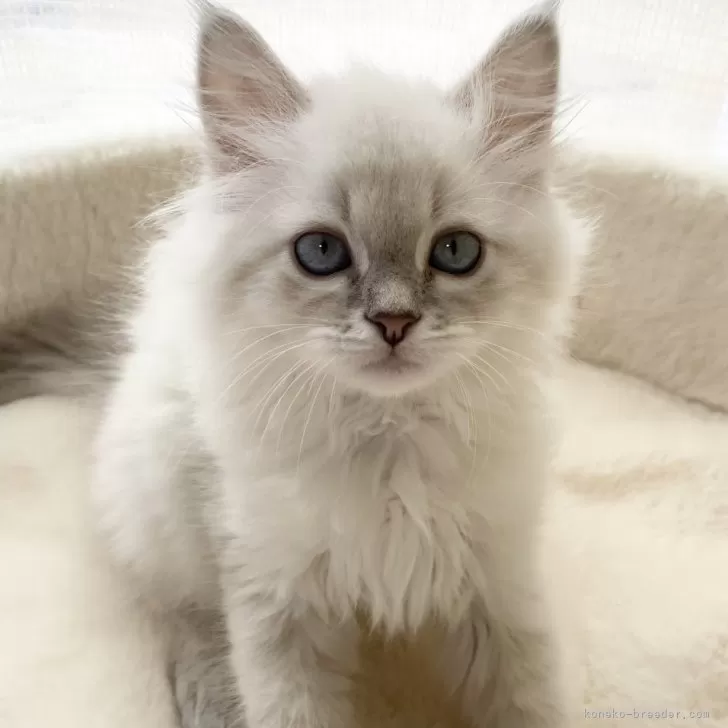 ID:2404-01553の子猫