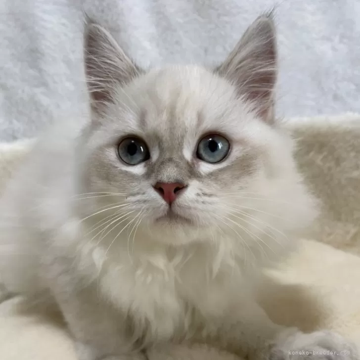 ID:2404-00722の子猫