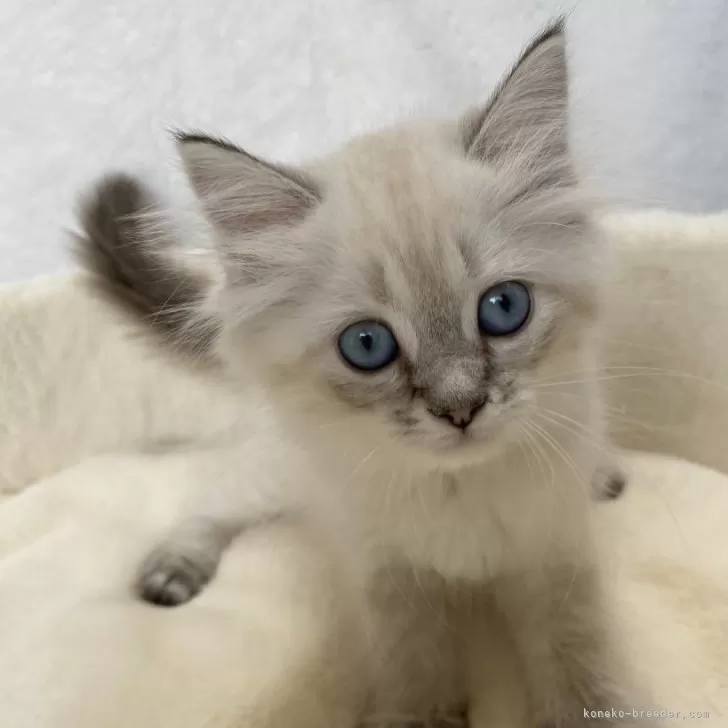 ID:2406-00832の子猫