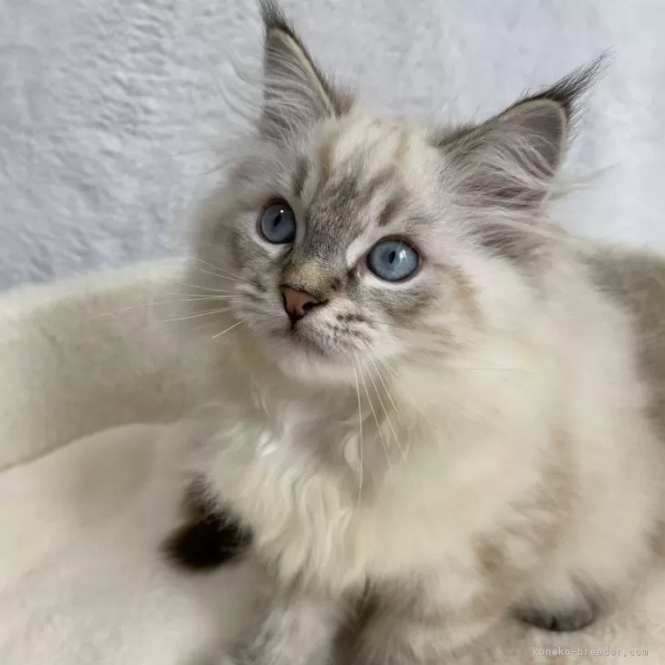 ID:2405-03261の子猫
