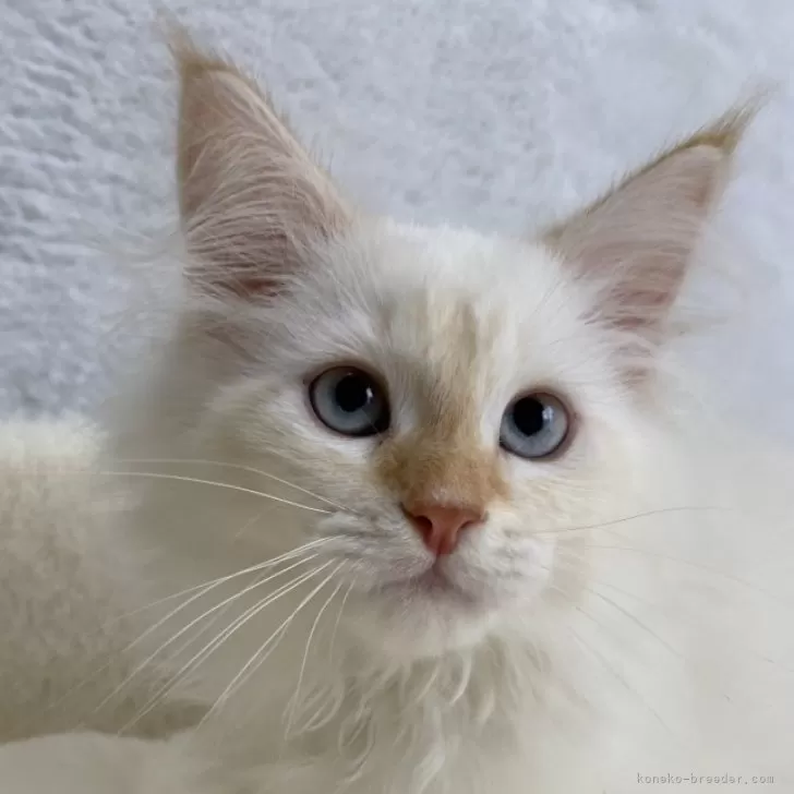 ID:2405-03260の子猫