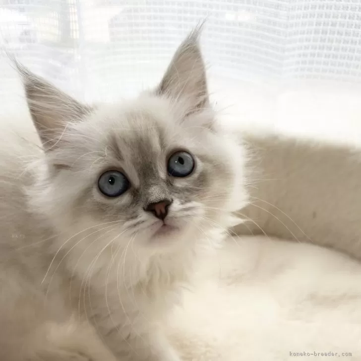 ID:2404-00724の子猫