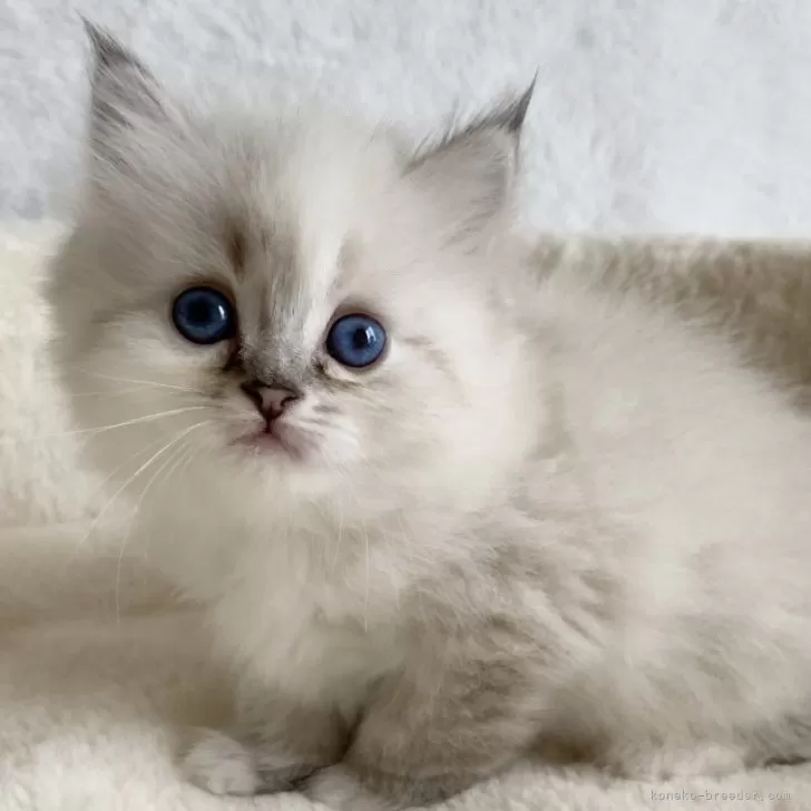ID:2503-00022の子猫